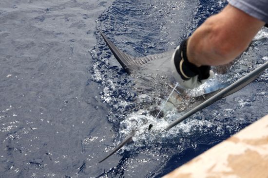 Blue marlin mayhem at Shootout